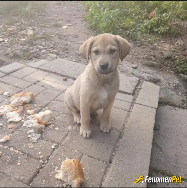 Sokak hayvanı besleme: Kedi köpek farketmeksizin tüm sokak hayvanlarını sevin ve onlara ilgi gösterin ❤️
