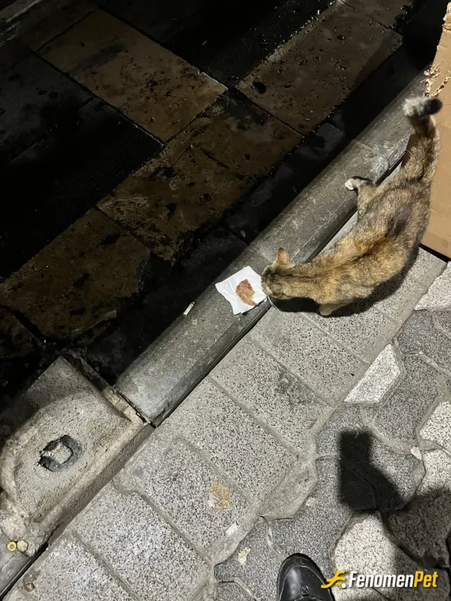 Sokak hayvanı besleme: Hamburgeri yarım yarım bölüştük minikle
