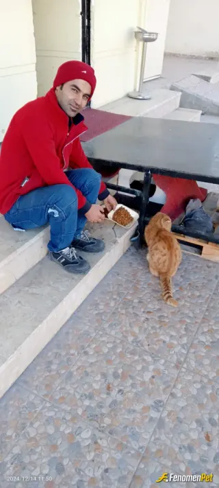 Sokak hayvanı besleme: Kargocuyum.surekli geziyorum.uygun olan yerlerde kedilere mama birakiyoruum
