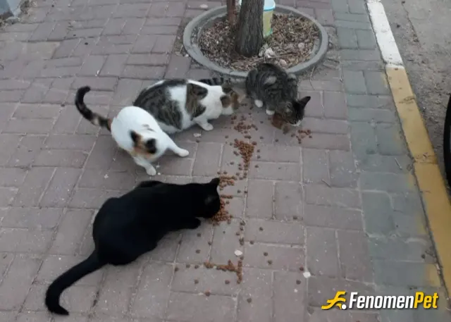 Baharalver sokak hayvanını besliyor