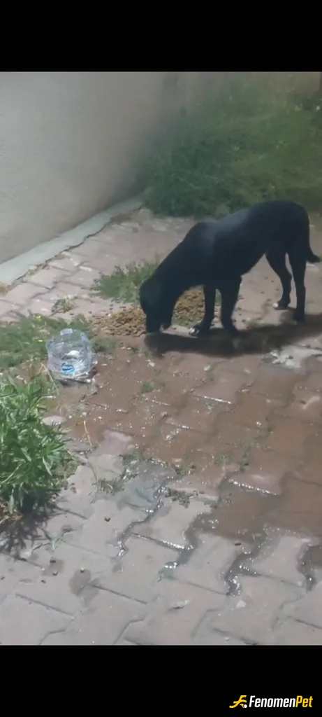 Sokak hayvanı besleme: Elimizden geldiğince sokak hayvanları can dostlarımızı besliyoruz.