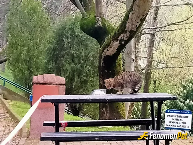 Bayfero sokak hayvanını besliyor