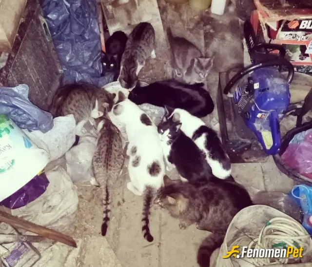 Sokak hayvanı besleme: Bu soğukta köy şartları ile köyün tüm kedilerine biz bakıyoruz.en doğalından sütlerini içiyorlar. 🌸