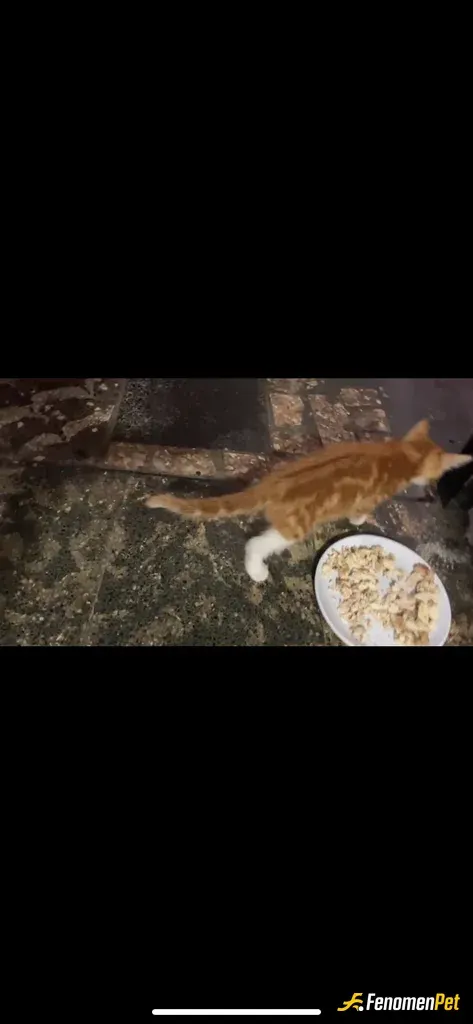 Sokak hayvanı besleme: #Fenomenpet , çok iyi bir etkinlik petshop sahibi olarak sizleri tebrik ediyorum 🙏🙏