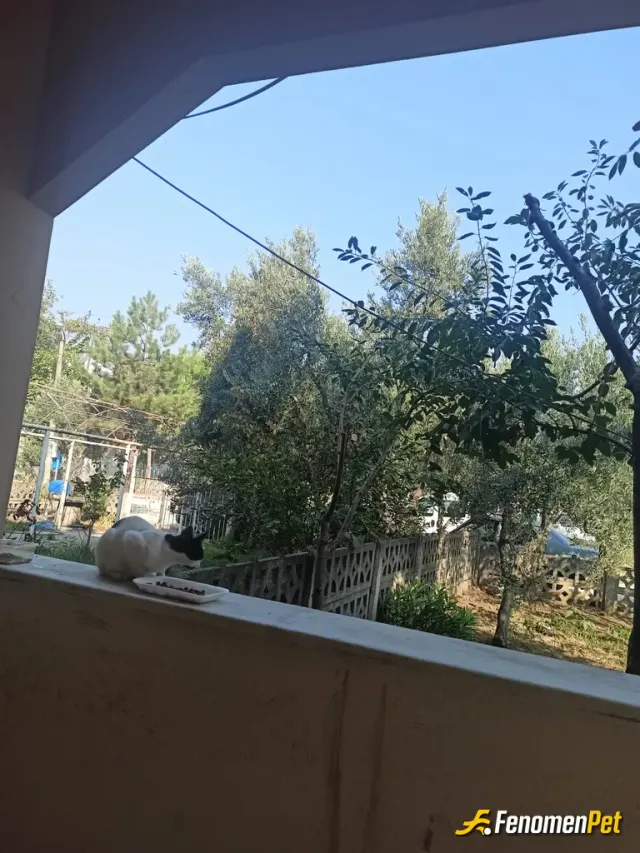 Sokak hayvanı besleme: Onları besleyerek