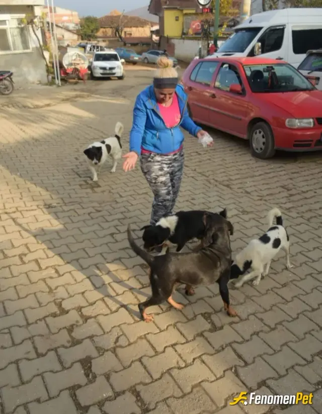 Sokak hayvanı besleme: İş yerimin bulunduğu yerde bir çok kedi ve diyer sokak hayvanlarına bakıyorum çalıştığım için  haftada sadece 