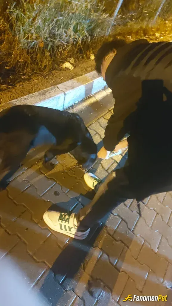 focushazretleri sokak hayvanını besliyor