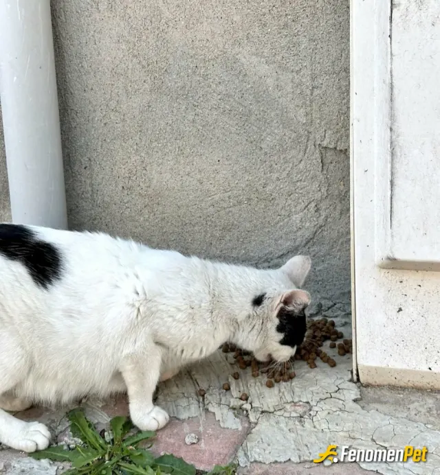 Petricyt sokak hayvanını besliyor