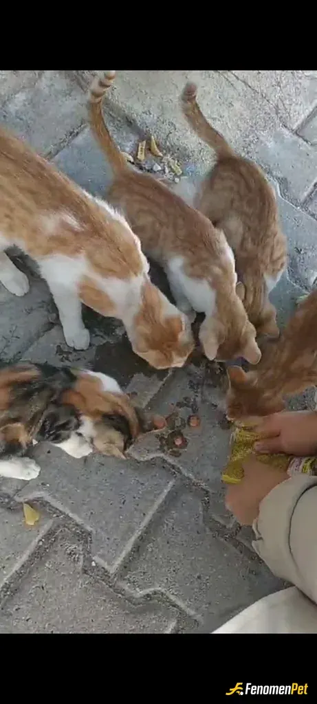 Sokak hayvanı besleme: Mahalledeki kedilere kız arkadaşımla her zaman mama veririz