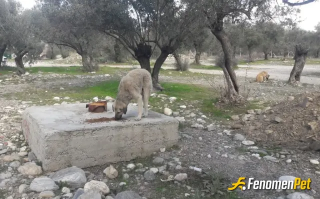 Sokak hayvanı besleme: Soğuk kış günlerinde can dostlarımıza sahip çıkalım.