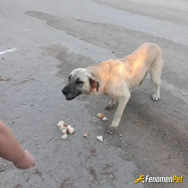 Sokak hayvanı besleme: #Fenomenpet #Fenomenpet
Evinizde çöpe gidecek ekmekleri kurumadan sokak hayvanlarına verebilirsiniz  mutlu bi
