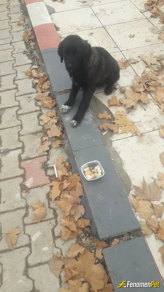 Sokak hayvanı besleme: Ekmek yemek