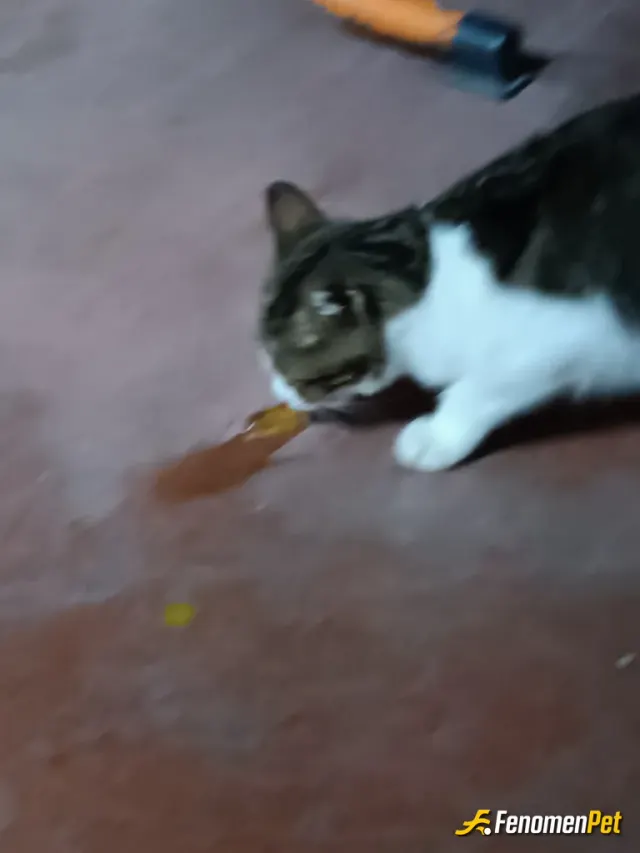 Sokak hayvanı besleme: #Fenomenpet Fenomenbet Pati Dostu

#Fenomenbet - Fenomenbet Patiler de kazanır 

Kediler 🐱