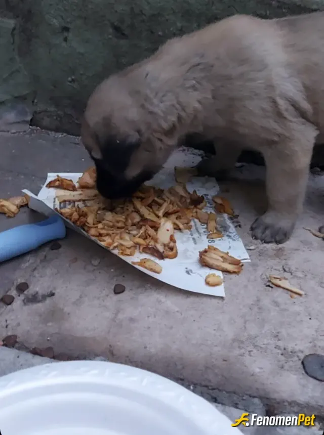 Sokak hayvanı besleme: pasam acikmiş #fenomenpet
