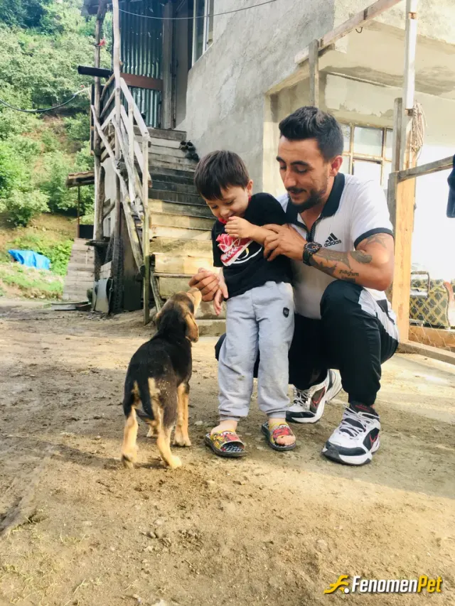 Sokak hayvanı besleme: #Fenomenpet hashtagi 
Seviyoruz hayvanlarimiz 🐕