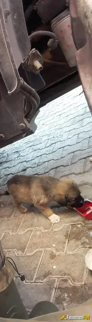 Sokak hayvanı besleme: 4 tane köpeğim var gözüme bakar gibi onlara bakıyorum