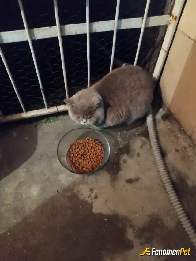 Sokak hayvanı besleme: Ben zaten evimde kedi besliyorum buda evimin bahcesine gelen misafirimiz