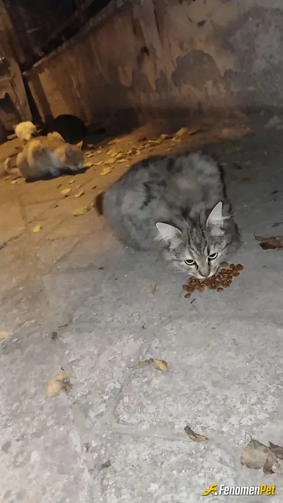 Sokak hayvanı besleme: kızımız maşallah hergün besliyoruz #Fenomenpet