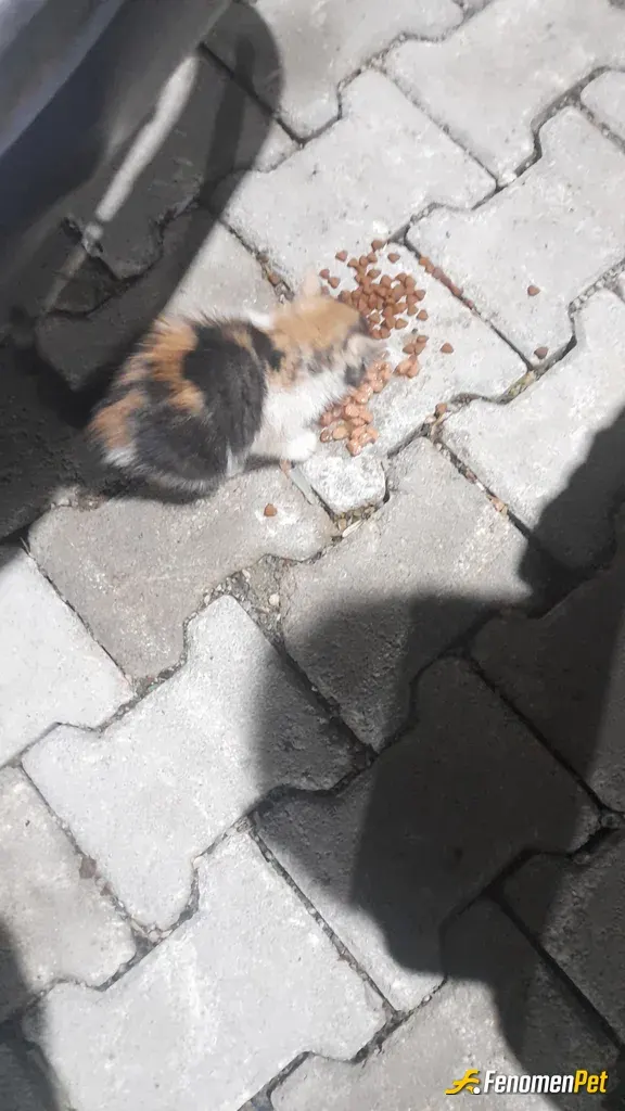 Sokak hayvanı besleme: #Fenomenbet Can dostlarım için bir kap mama bir kap su onlar benim canlarım miyavlarım köpüşlerim 🐾 🙀 🐶