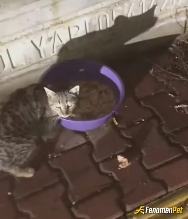 Sokak hayvanı besleme: @Fenomenpet o masum çaresiz tatlı hâlleriyle bir şeyler paylaşmak çok mutlu etti beni 🥺