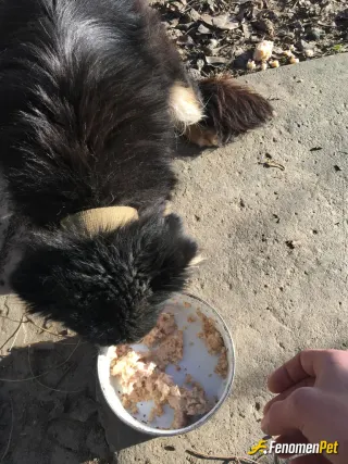 Sokak hayvanı besleme: Elimden geldiğince mama ve süt alıp doyurmaya calisiyorum