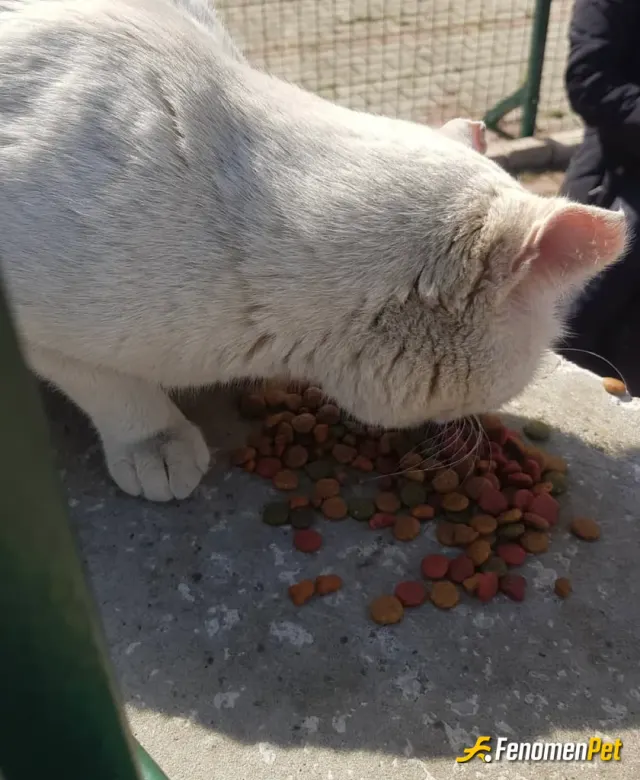 Sokak hayvanı besleme: Dost canlısı #fenomenpet