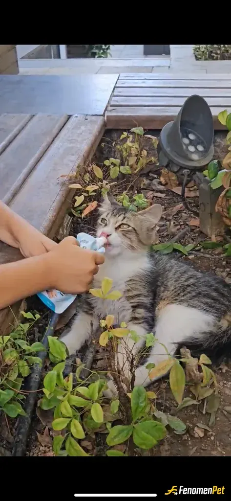 Sokak hayvanı besleme: Proteinli süt verildi hasta bir kedimizdi..