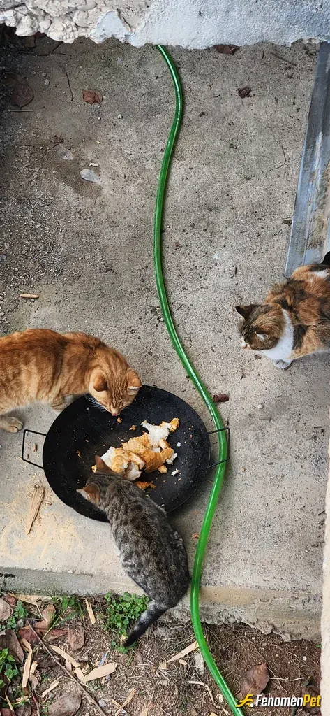 Sokak hayvanı besleme: köyde kedi besliyom hergün #fenomenpet