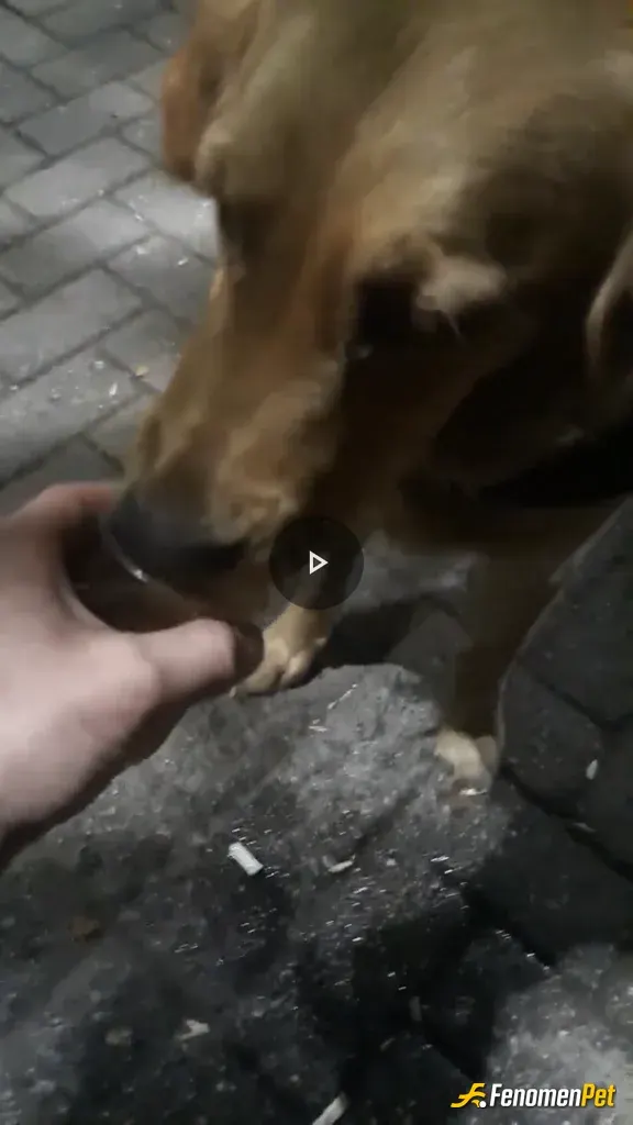 Sokak hayvanı besleme: Sanki biraz susamış🥹