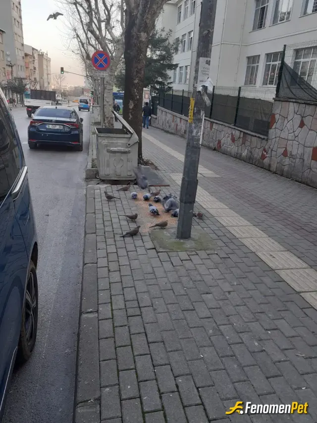 Sokak hayvanı besleme: #fenomenpet
Isyerinde kuşlar buğday verirkeb