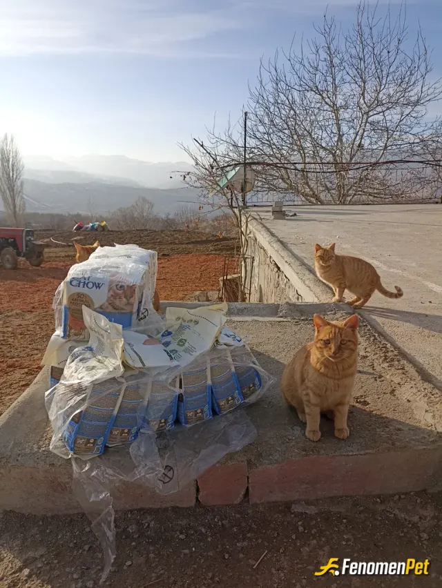 Sokak hayvanı besleme: Köydeki evlerin çevresinde bulunan kedilerimize her ay olmak üzere aylık mama paketleri bırakıyoruz. Bugünde b