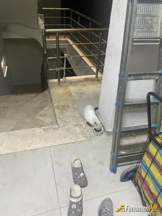 Sokak hayvanı besleme: Arkadaşımız biraz çok ürkek ☺️