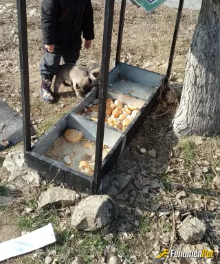 Sokak hayvanı besleme: Oğlumla surekleri sokak hayvanları besliyorum boşuna dememişler ağaç yaş iken eğilir hayvanları sevmeyen kimse