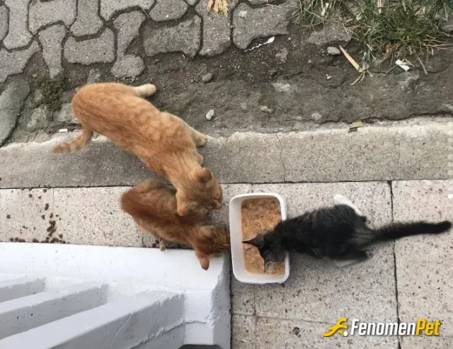 Sokak hayvanı besleme: garipler annesiz....
