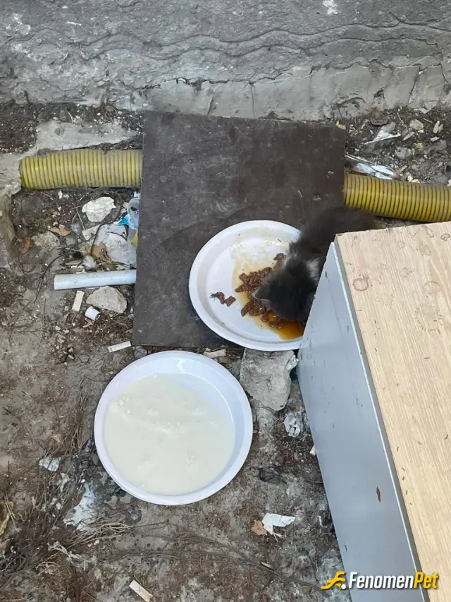 Sokak hayvanı besleme: garajda bulduğum yavru kediyi besledim