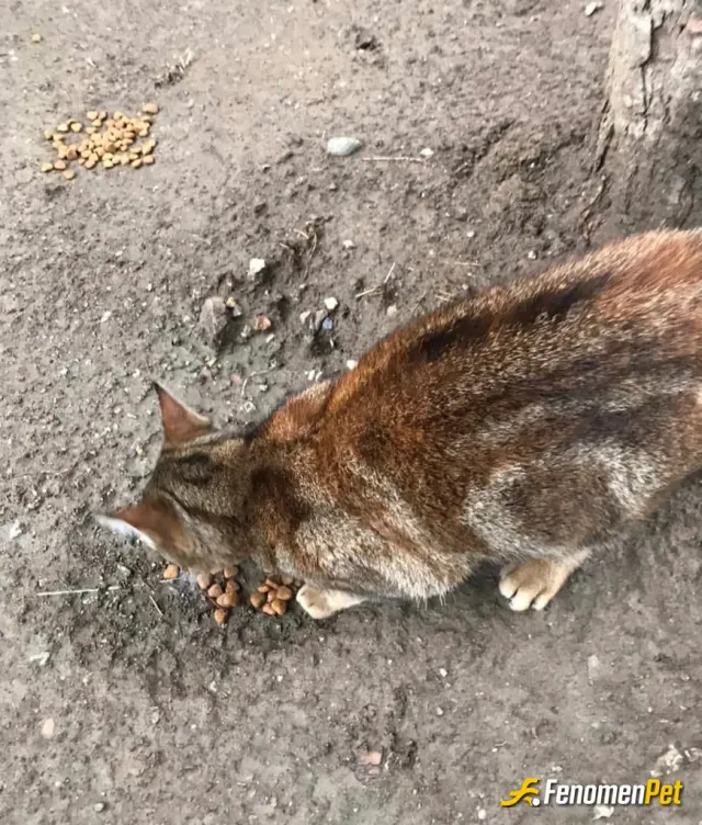 Sokak hayvanı besleme: Tek istekleri bi kap mama ve sevgi #fenomenpet