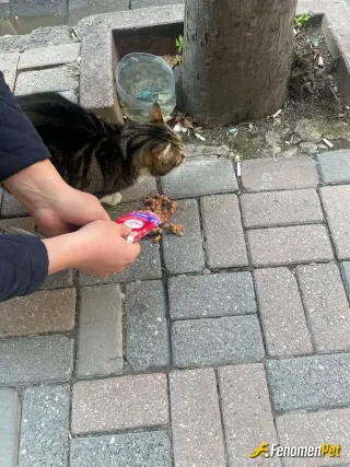 Sokak hayvanı besleme: Sokakdaki canlara destek olmaya devam