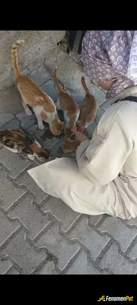 Sokak hayvanı besleme: Evcil kedimde var