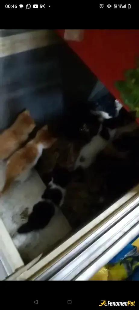 Sokak hayvanı besleme: Dukkandaki boş dondurma bolabini 4 yavru ve 1 anneye yuva olarak verdim.
Aslında video gonderecektim sadece f