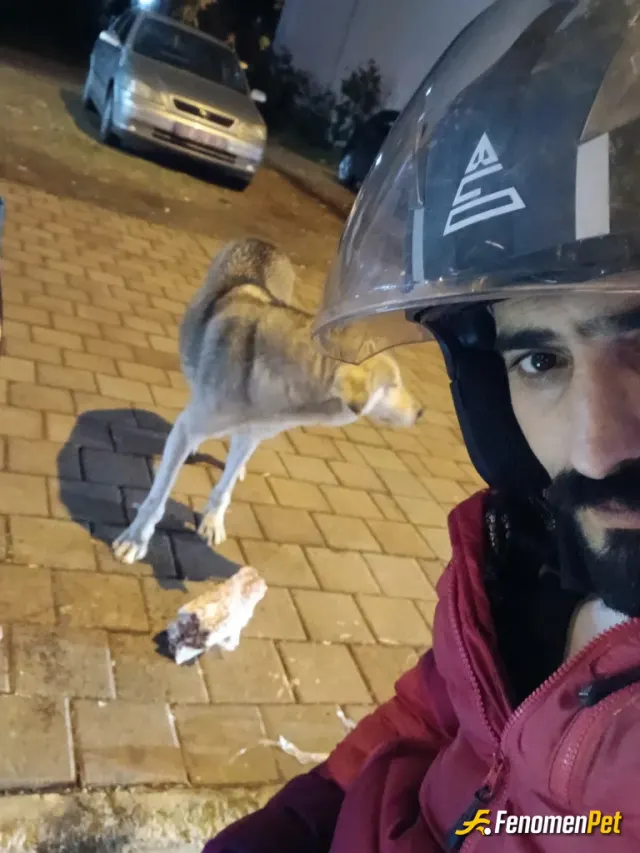 Sokak hayvanı besleme: Destek verdiğiniz ve teşvik ettiğiniz için teşekkürler fenomenbet