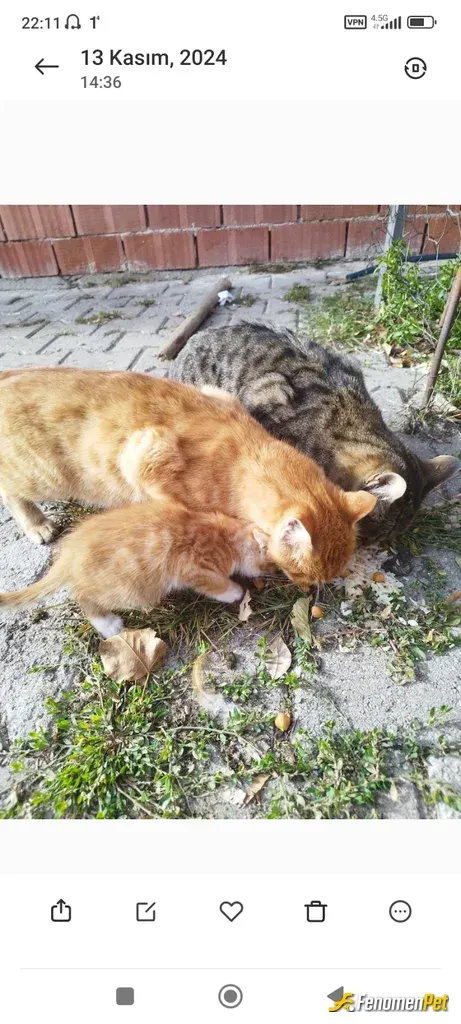 Sokak hayvanı besleme: Kedi ve köpeklerimiz var her daim onlara yeme içme mama ihtiyaçlarını gideriyorum.
