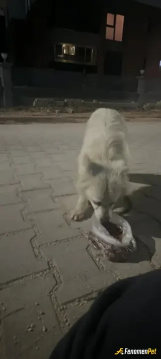 Sokak hayvanı besleme: Mümkün olduğunca mama alıp beslemeye çalışıyorum 🙏😔