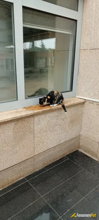 Sokak hayvanı besleme: Canlarımız...