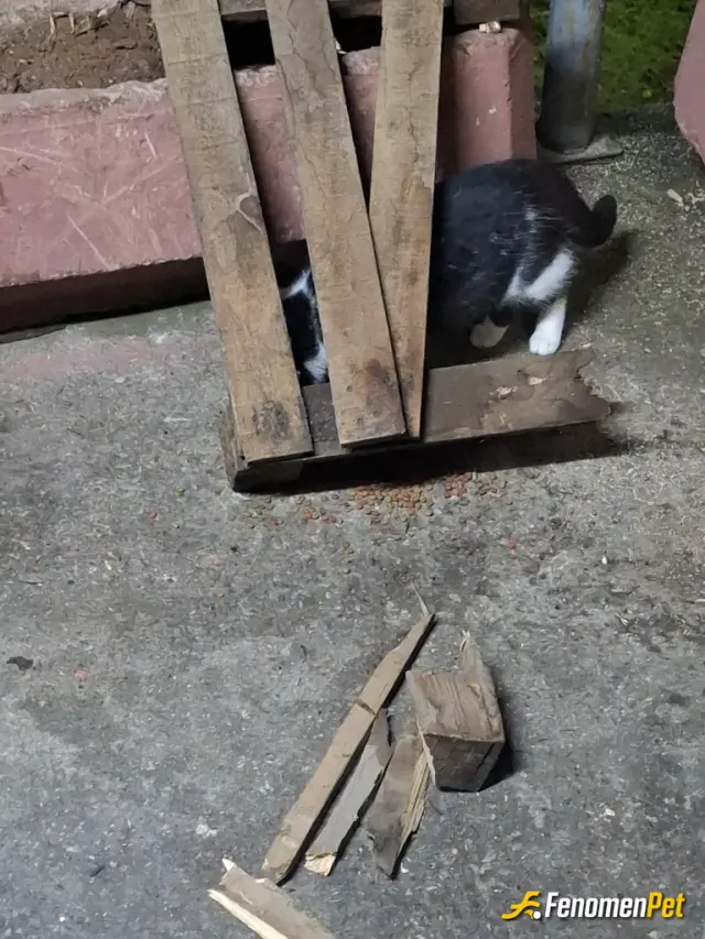 Sokak hayvanı besleme: Yakacak olan tahtanın yanında görüldüğü gibi kedi maması döktüm yere