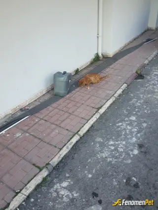 Sokak hayvanı besleme: Poça verdim parçalayıp yedi