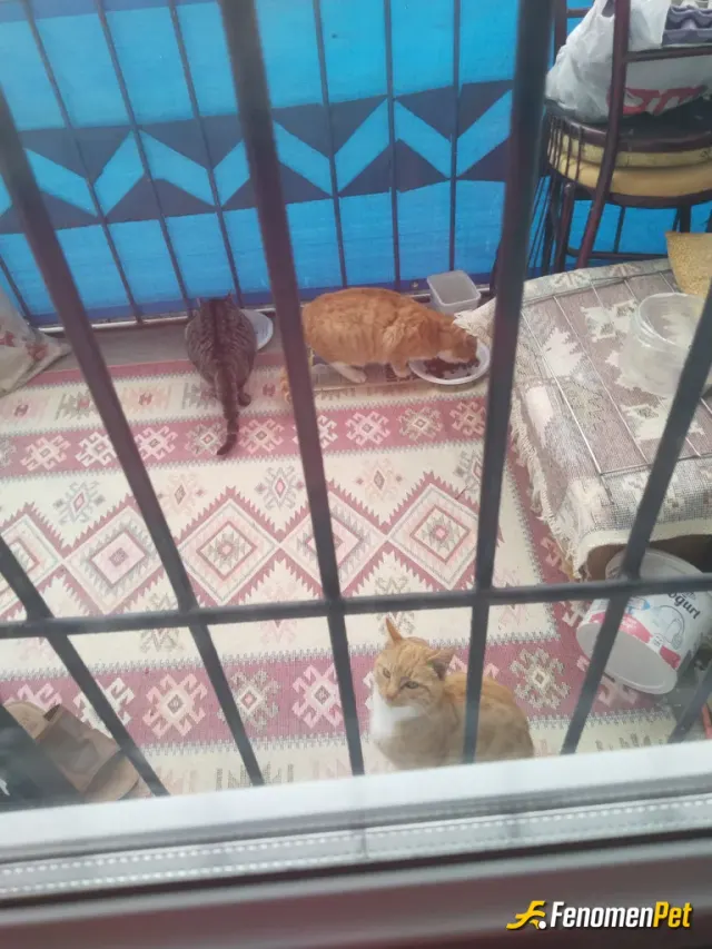 Sokak hayvanı besleme: Onlarda bir canlı param oldukça onlara mama alıyorum