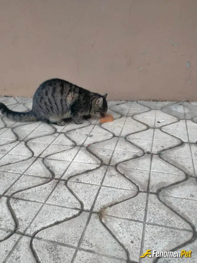 Sokak hayvanı besleme: #fenomenpet