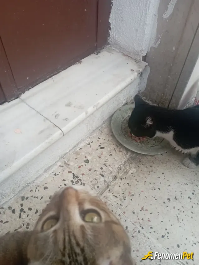 Sokak hayvanı besleme: Sürekli evden çıkarken besliyorum zaten. Siyahlı maalesef sakat çok yanaşmıyor bana ama durumu iyiye gidiyor.