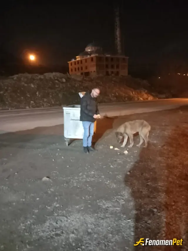 Sokak hayvanı besleme: Aç hayvanlara mama ve su