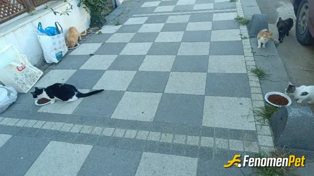Sokak hayvanı besleme: Sürekli yardım ederim anlatmama gerek yok.